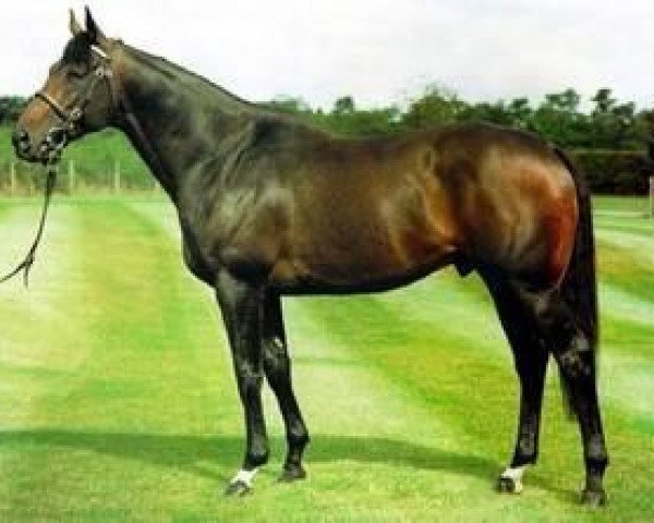 stallion Zafonic xx (Thoroughbred, 1990, from Gone West xx)