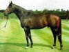 stallion Zafonic xx (Thoroughbred, 1990, from Gone West xx)
