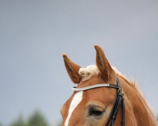 Pferd Mabou (Haflinger, 2016, von Stoanmandl-C)