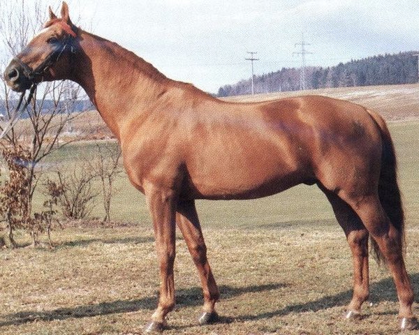 horse Infant (Trakehner, 1969, from Hessenstein)