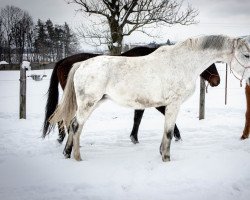 jumper Contess B (Westphalian, 2014, from Cornet Obolensky)