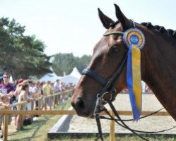 dressage horse Bertram (Swedish Warmblood, 1995, from Bernstein)