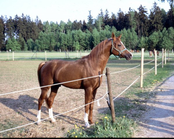 stallion Niger ox (Arabian thoroughbred, 1986, from Gwizd 1981 ox)