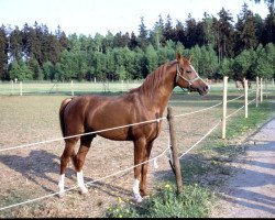 Deckhengst Niger ox (Vollblutaraber, 1986, von Gwizd 1981 ox)