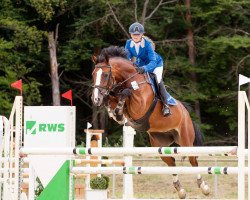 broodmare Arana Z (Zangersheide riding horse, 2007, from Amoroso van de Helle)