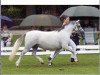 Zuchtstute Ysselvliedt's Shy Rose (Welsh Mountain Pony (Sek.A), 1996, von Colne Heartsease)