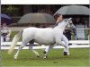 broodmare Ysselvliedt's Shy Rose (Welsh mountain pony (SEK.A), 1996, from Colne Heartsease)