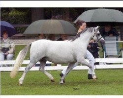 broodmare Ysselvliedt's Shy Rose (Welsh mountain pony (SEK.A), 1996, from Colne Heartsease)