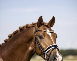 Dressurpferd Coldplay E WE (Deutsches Reitpony, 2017, von Ceylon E)