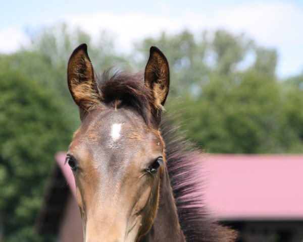 dressage horse Full of Hope VM (Hanoverian, 2021, from Fabion Blue Hors)