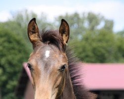 Dressurpferd Full of Hope VM (Hannoveraner, 2021, von Fabion Blue Hors)