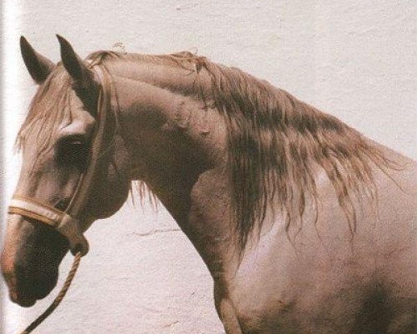 stallion Xaquiro (Lusitano, 1980, from Quieto)