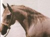 stallion Xaquiro (Lusitano, 1980, from Quieto)