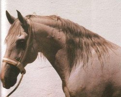 Deckhengst Xaquiro (Lusitano, 1980, von Quieto)