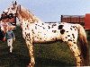 stallion Hugin 13 (Knabstrupper, 1957, from Smoky)