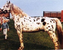 stallion Hugin 13 (Knabstrupper, 1957, from Smoky)