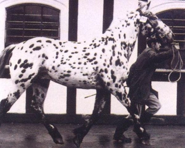 stallion Karl (Knabstrupper, 1967, from Plet)