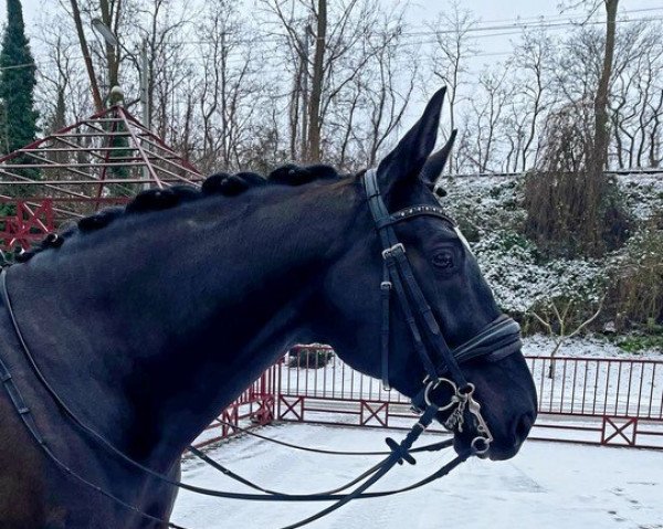 dressage horse Dior (Oldenburg, 2014, from De Niro)