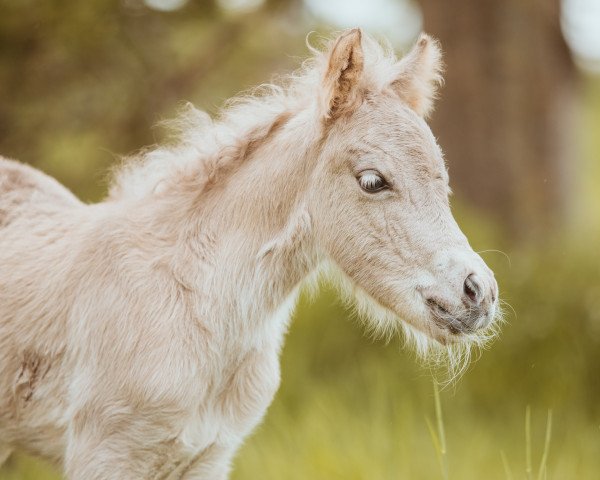 Pferd Amber vom Rindergraben (Kleines Deutsches Pony, 2021, von Zaubertroll vom Rindergraben)