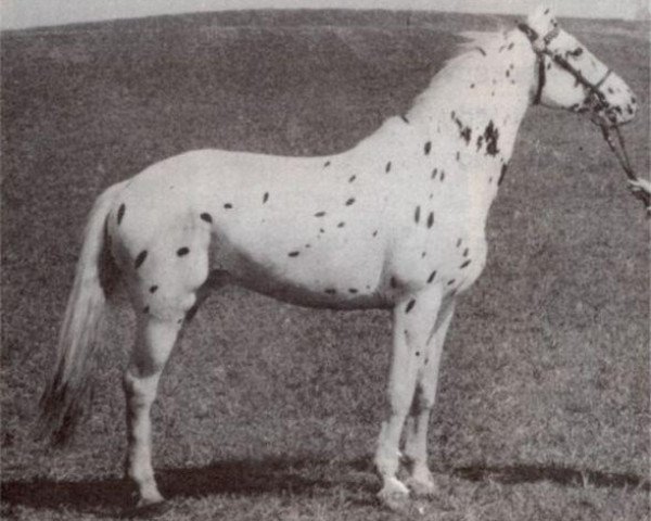 stallion Rasmus af Damgård (Knabstrupper, 1972, from Karl)