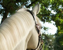 dressage horse Montycelli (Rhinelander, 2006, from Mein Märchenprinz)