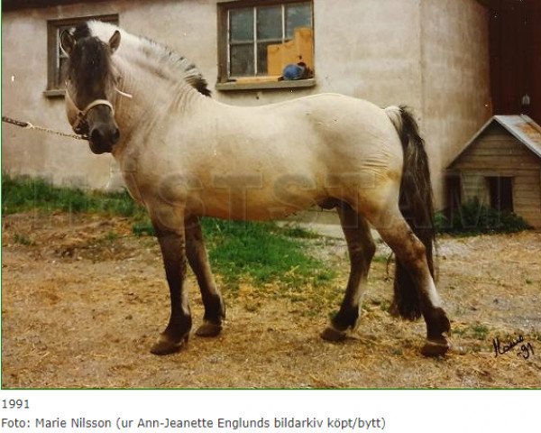 stallion Tord 109 SWE (Fjord Horse, 1977, from Sölve 43 SWE)