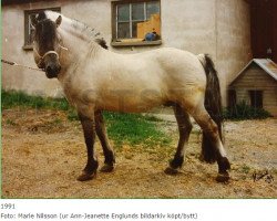 stallion Tord 109 SWE (Fjord Horse, 1977, from Sölve 43 SWE)