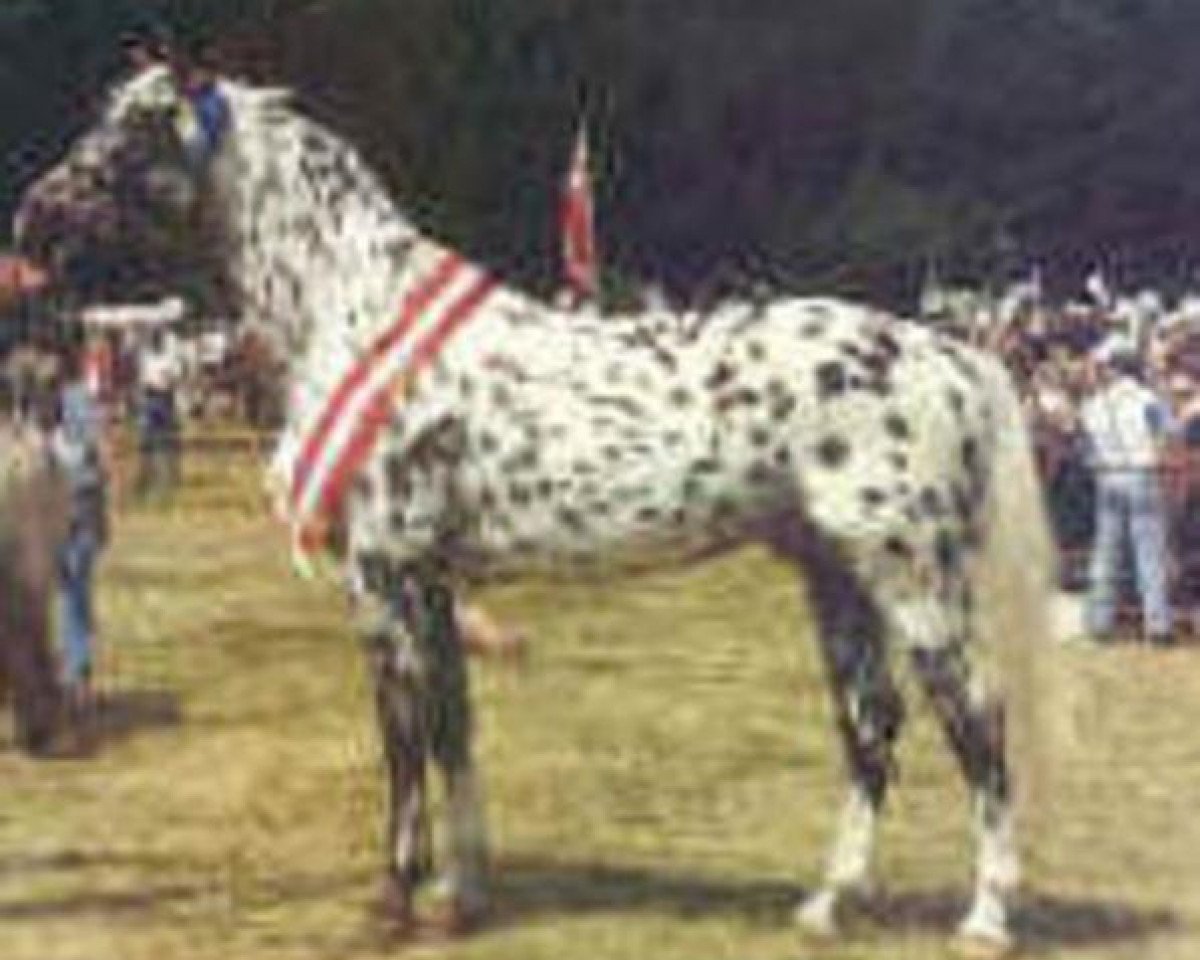stallion Xanthos (Knabstrupper, 1986, from Don Ibrahim)