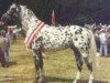stallion Xanthos (Knabstrupper, 1986, from Don Ibrahim)