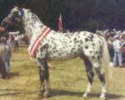 stallion Xanthos (Knabstrupper, 1986, from Don Ibrahim)