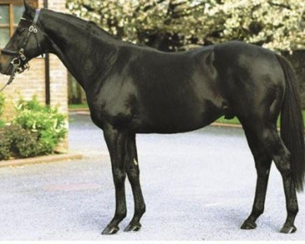 stallion Xaar xx (Thoroughbred, 1995, from Zafonic xx)