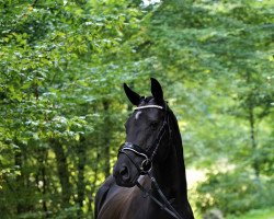 broodmare Piri CC (German Riding Pony, 2013, from FS Pearcy Pearson)