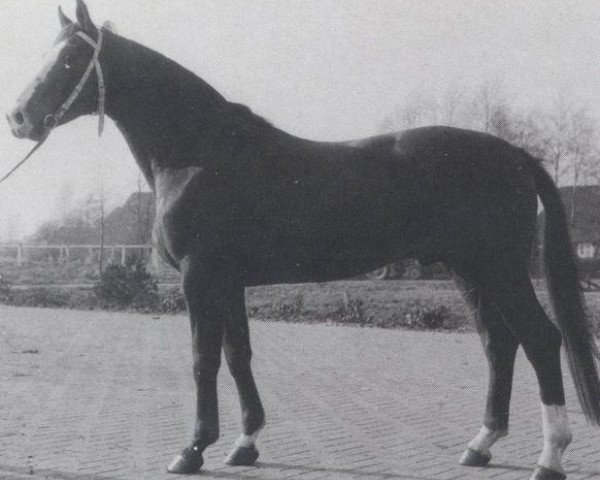 stallion Wilderer (Hanoverian, 1972, from Winnetou)