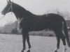 stallion Wilderer (Hanoverian, 1972, from Winnetou)