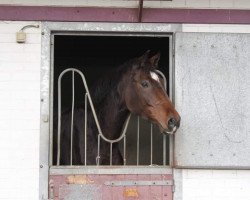 jumper Ruby Rose van de Koolsdamhoeve (Belgian Warmblood, 2017, from Crescendo)