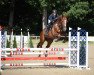 jumper Leonardo Baboskert (Belgian Warmblood, 2015, from Leonardo de la Pomme)