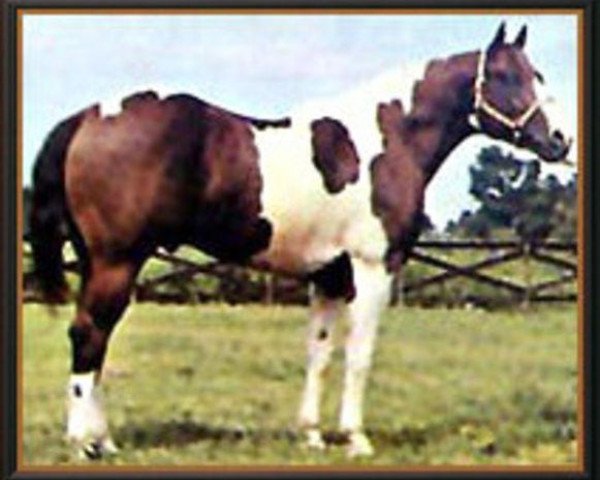 stallion Q Ton Eagle (Paint Horse, 1960, from Freno)