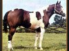 stallion Q Ton Eagle (Paint Horse, 1960, from Freno)