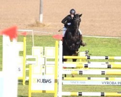 Springpferd Kill It Kirina (Trakehner, 2012, von Exclusiv)