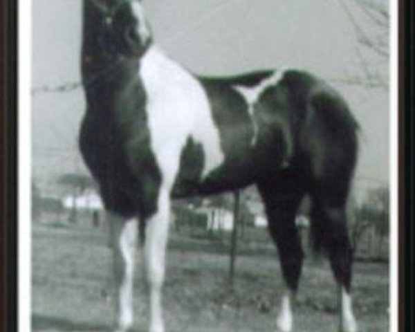 stallion Q Ton Ace H (Paint Horse, 1966, from Q Ton Eagle)