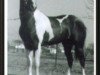 Deckhengst Q Ton Ace H (Paint Horse, 1966, von Q Ton Eagle)