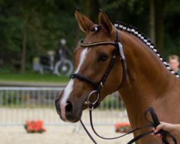 broodmare FS Charming Sunlight (German Riding Pony, 2008, from FS Champion de Luxe)