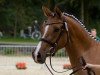 broodmare FS Charming Sunlight (German Riding Pony, 2008, from FS Champion de Luxe)