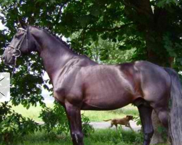 stallion Maestro (Little German Riding Horse, 1996, from Marco Polo)