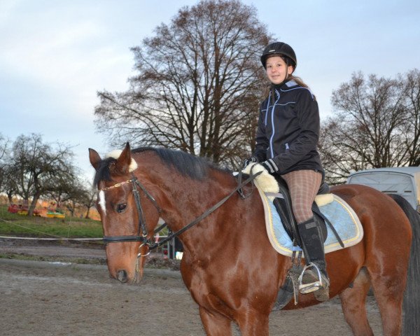 Pferd Falter 35 (Sachsen-Anhaltiner, 1996, von Fontainebleau)