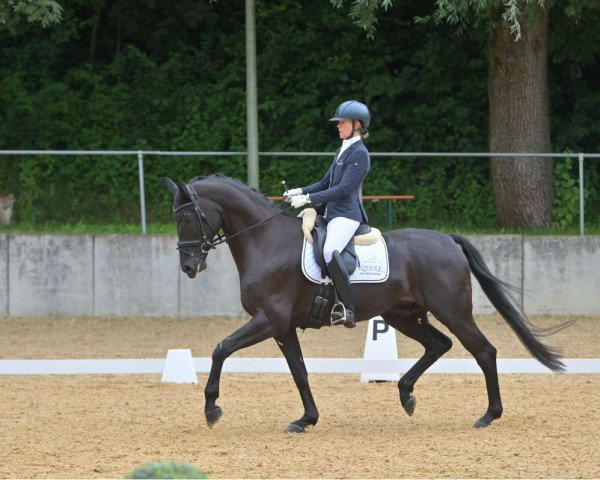 dressage horse Dolcetto 29 (Hanoverian, 2014, from Danciano)