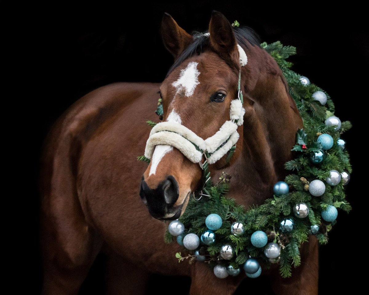 broodmare Ruby Sunday 8 (Westphalian, 2013, from Rüter)