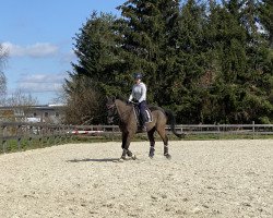 dressage horse Duvalier (Hanoverian, 1999, from De Niro)