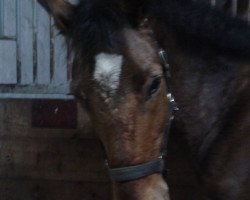 dressage horse Scooby Doo 38 (Pony without race description, 2009)