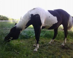 Zuchtstute Fairbars Little Sina (Pinto/Hunter, 1994, von Fairbars)